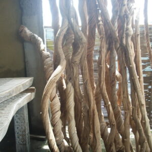 Lianas Twisting Root