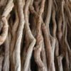 Lianas Twisting Root