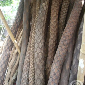 Pakis Trees Pakis Trees