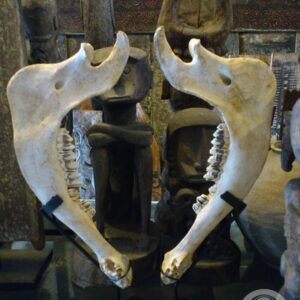 Buffalo Jawbone Decoration