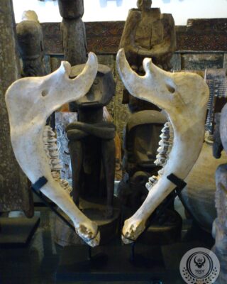 Buffalo Jawbone Decoration