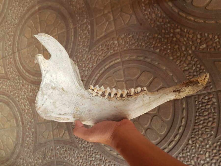 Dekorasi Tulang Rahang Kerbau (1) Dekorasi Tulang Rahang Kerbau (1)