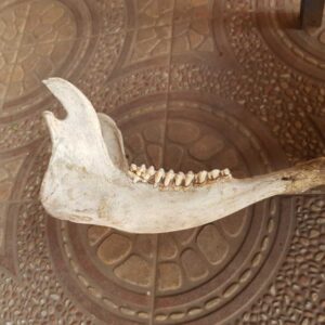 Dekorasi Tulang Rahang Kerbau (2) Dekorasi Tulang Rahang Kerbau (2)