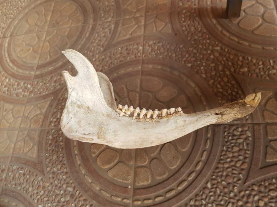 Dekorasi Tulang Rahang Kerbau (2) Dekorasi Tulang Rahang Kerbau (2)