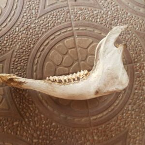 Buffalo Jaw Bone Decoration