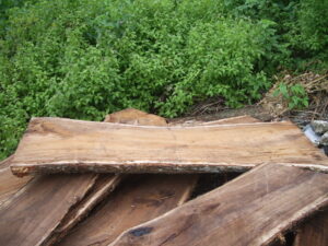 Raw Suar Wood for Tables