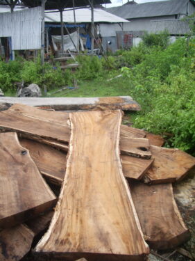 Raw Suar Wood for Tables
