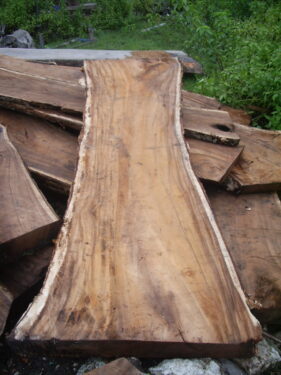 Raw Suar Wood for Tables