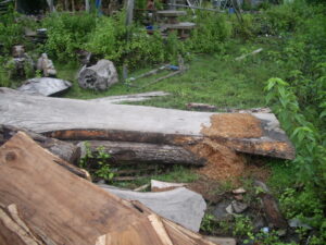 Raw Suar Wood for Tables