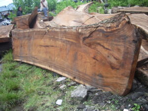 Raw Suar Wood for Tables