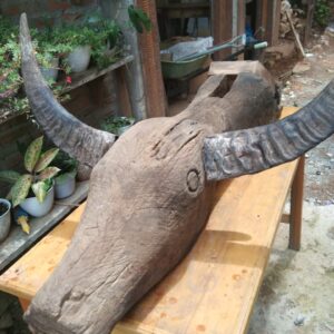 Unique Toraja Wooden Buffalo Head (3)