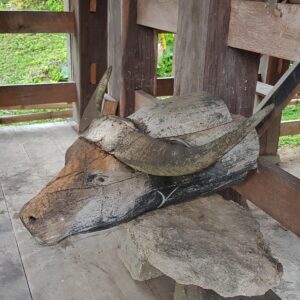 Antique Toraja wooden buffalo head (5)