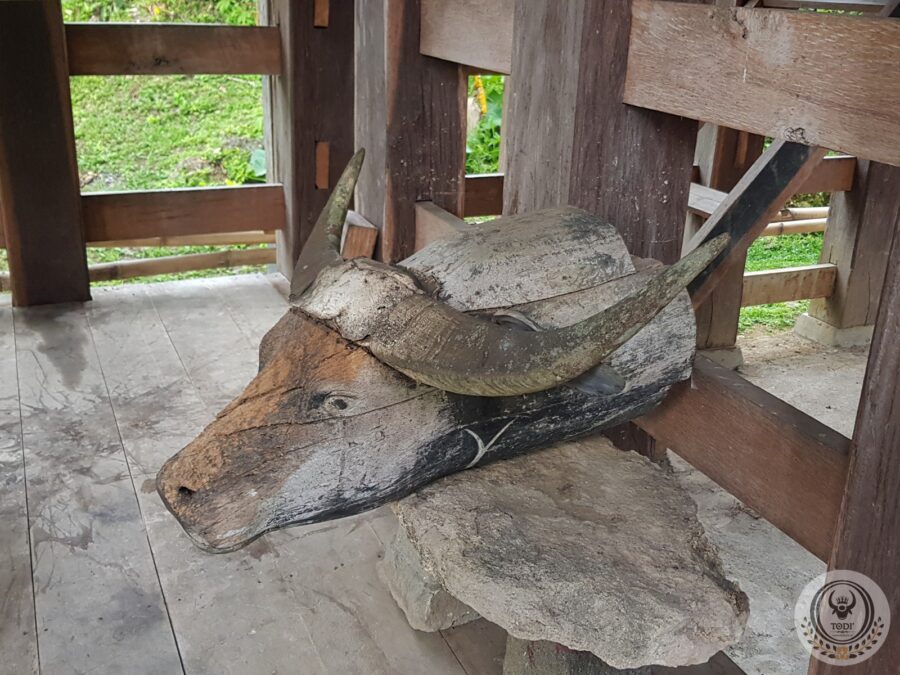 Antique Toraja wooden buffalo head (5)