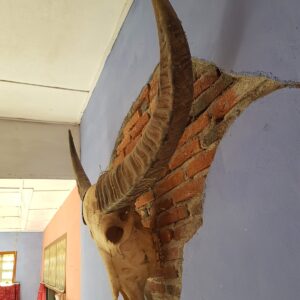 Tanduk Panjang Tengkorak Kerbau Toraja (Kerbau Balian)
