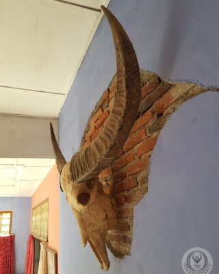 Toraja Long Buffalo Skull’s Horn (Balian Buffalo)