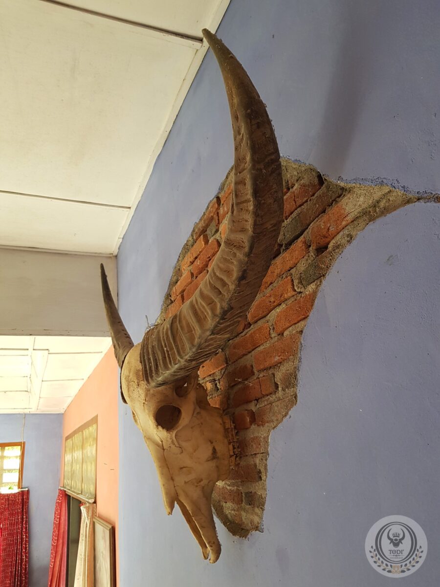 Toraja Long Buffalo Skull’s Horn (Balian Buffalo)
