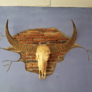 Toraja Long Buffalo Skull’s Horn (Balian Buffalo)