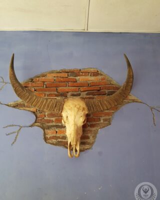 Toraja Long Buffalo Skull’s Horn (Balian Buffalo)