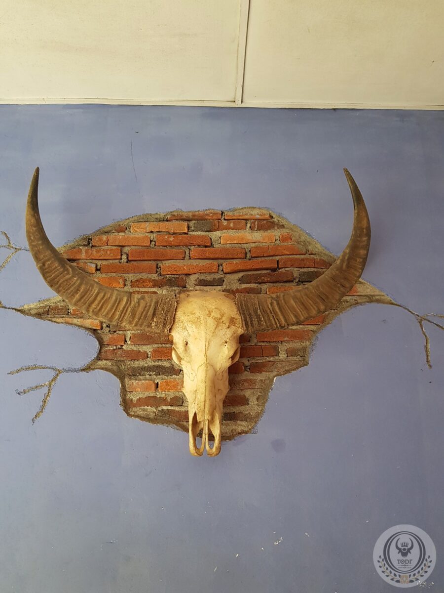 Toraja Long Buffalo Skull’s Horn (Balian Buffalo) (2) Toraja Long Buffalo Skull’s Horn (Balian Buffalo) (2)