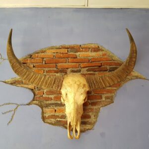 Toraja Long Buffalo Skull’s Horn (Balian Buffalo)