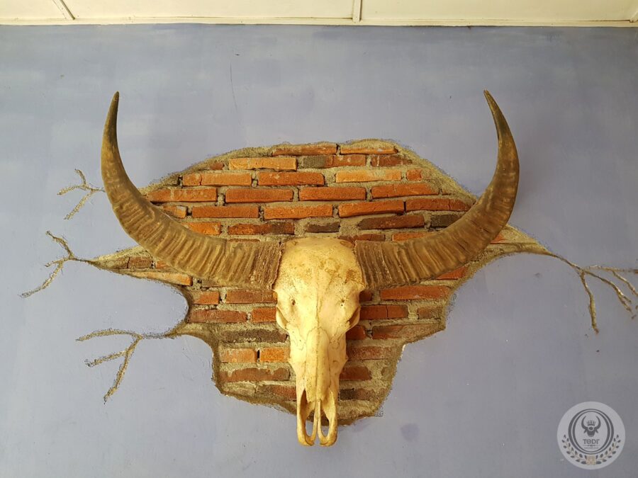 Toraja Long Buffalo Skull’s Horn (Balian Buffalo) (3) Toraja Long Buffalo Skull’s Horn (Balian Buffalo) (3)