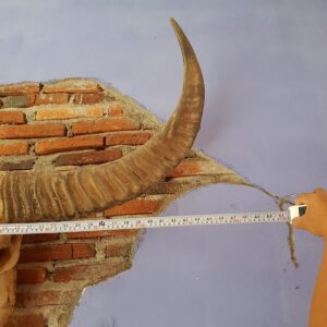 Toraja Long Buffalo Skull’s Horn (Balian Buffalo)