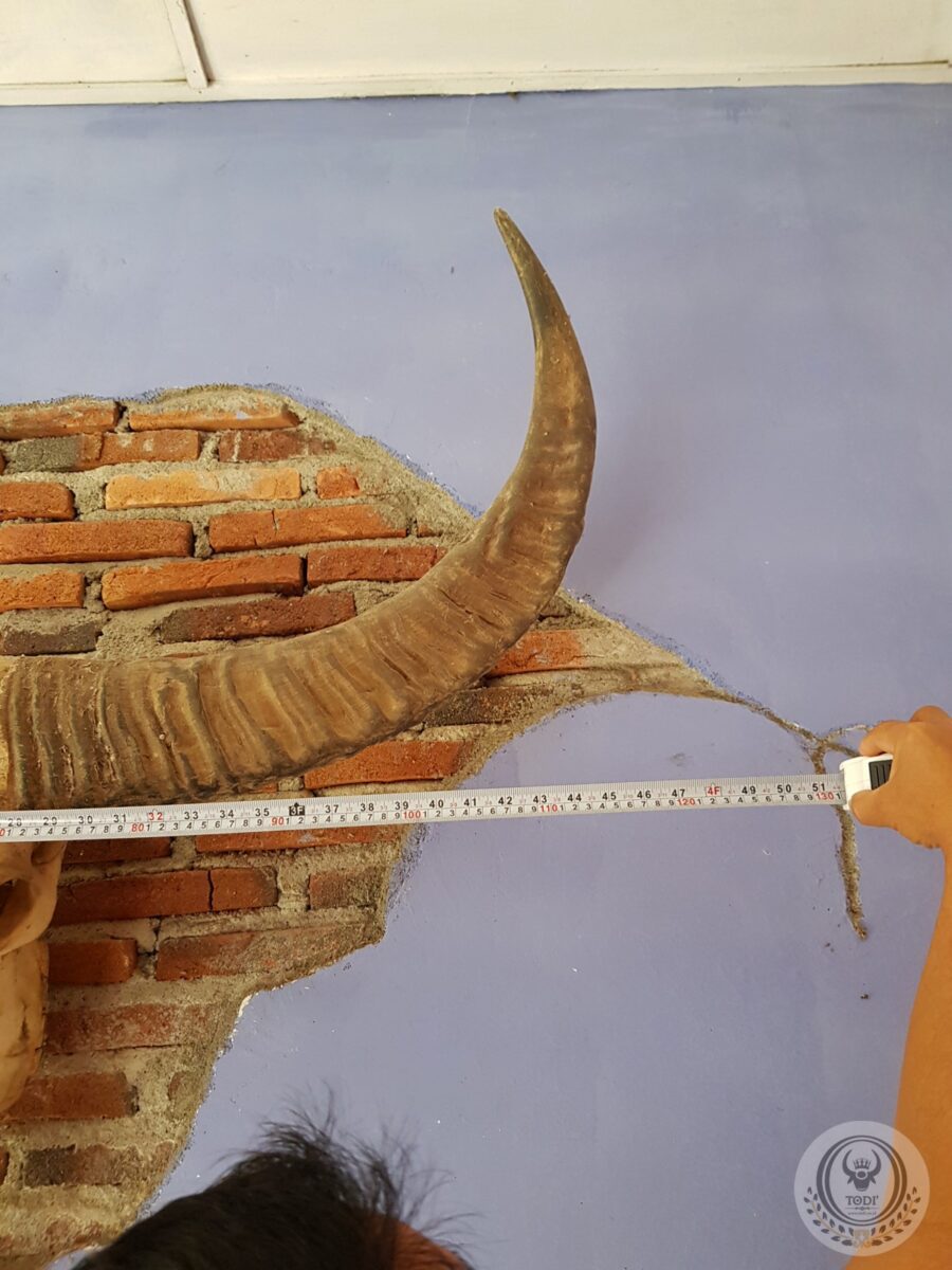 Toraja Long Buffalo Skull’s Horn (Balian Buffalo) (4) Toraja Long Buffalo Skull’s Horn (Balian Buffalo) (4)