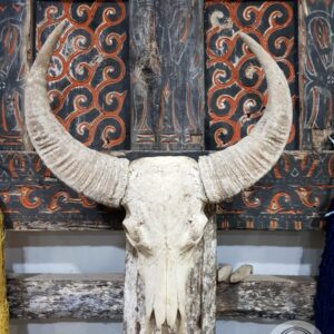Tengkorak Tanduk Kepala Kerbau Toraja
