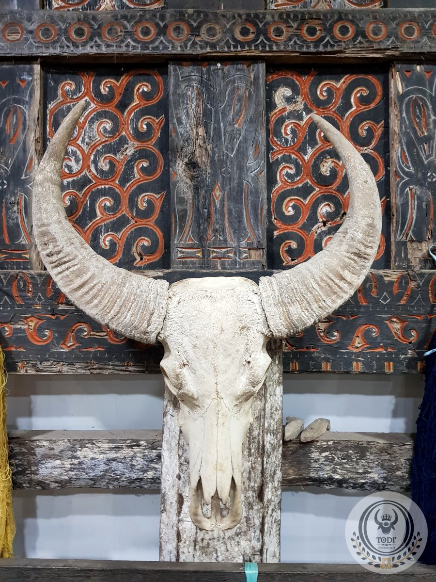 Tengkorak Tanduk Kepala Kerbaru Toraja (1)