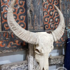 Tengkorak Tanduk Kepala Kerbaru Toraja (2)