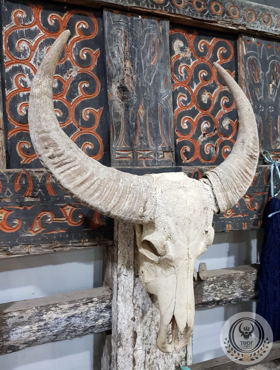Tengkorak Tanduk Kepala Kerbaru Toraja (2) Tengkorak Tanduk Kepala Kerbaru Toraja (2)