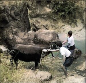 A sacrificial buffalo being washed in a stream.