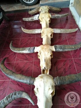 Collection of Buffalo Horns Collection of Buffalo Horns