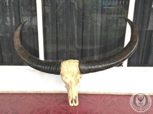 Collection of Buffalo Horns Collection of Buffalo Horns