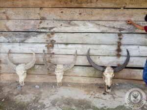 Collection of Buffalo Horns Collection of Buffalo Horns