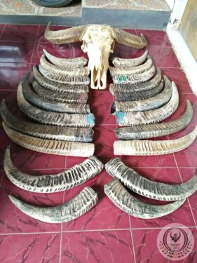Collection of Buffalo Horns Collection of Buffalo Horns
